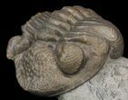 Wide Enrolled Eldredgeops Trilobite - Silica Shale #44387-3